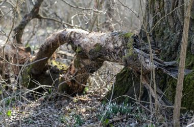 040322_Dravska_park_suma _12.jpg