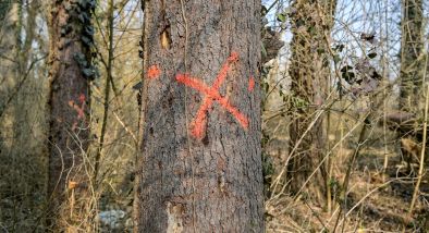 040322_Dravska_park_suma _13.jpg