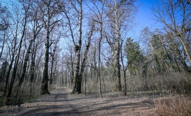 040322_Dravska_park_suma _16.jpg