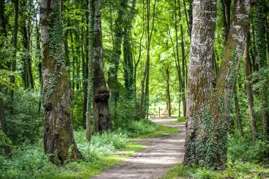 dravska_park_suma 9.jpg