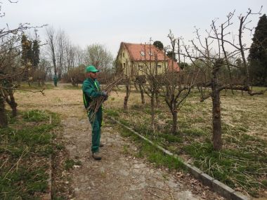 saulovec_uredjivanje_2022 5.JPG