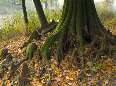 opeka_arboretum 3.jpg