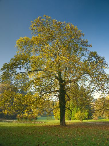 opeka_arboretum 5.jpg