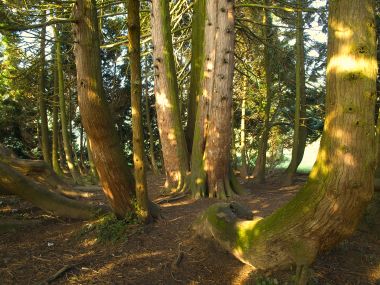 opeka_arboretum 6.jpg