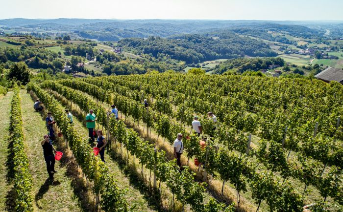 Veselje u vinogradima na jugu Varaždinske županije: održana treća &bdquo;Županijska berba&ldquo;