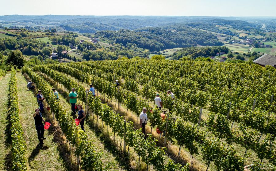 Veselje u vinogradima na jugu Varaždinske županije: održana treća &bdquo;Županijska berba&ldquo;